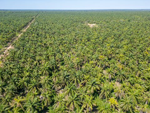 Palm oil plantation aerial view