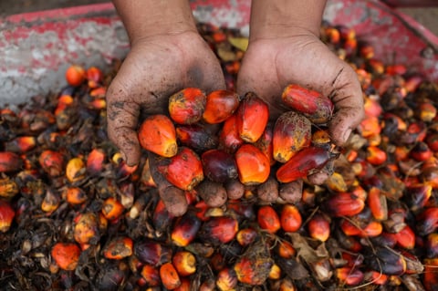 Palm oil fruit