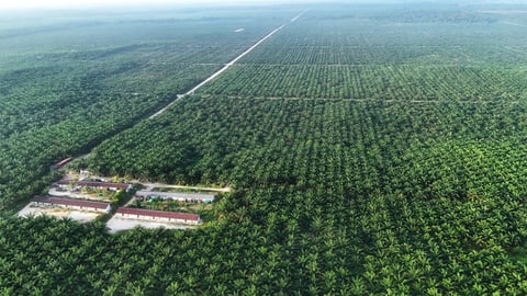 Aerial view of palm oil plantation